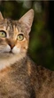 Veja como reduzir a queda de pelos em cães e gatos