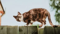 Hábito simples ajuda gatos a viverem mais, diz estudo
