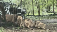 Tratador é devorado por leões diante de turistas na Tailândia