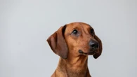Cinco curiosidades que vão te fazer amar os dachshunds