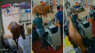 Cavalo invade loja, fere funcionários e quebra produtos; veja o vídeo