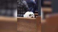 Cachorrinho de óculos rouba a cena durante celebração em igreja