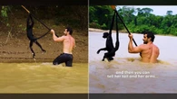 Naturalista pula em rio para salvar macaca-aranha de afogamento
