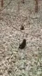 Ouviu falar nos cachorros-vinagre? Dois filhotes surpreenderam em Mato Grosso!