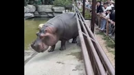 Hipopótamo assusta visitantes de zoológico com "ataque" intenso