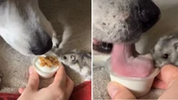 Cachorro e hamster batalham por potinho de sorvete