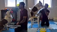 Border Collie impressiona ao executar mais de 50 comandos