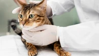 Castração em gatos: qual a idade ideal?