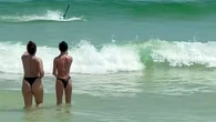 Tubarão ataca pelicano em praia da Flórida; assista
