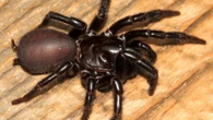 Pior veneno do mundo: nova aranha descoberta tem tamanho incomum