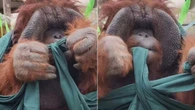 Macaco dá nó perfeito e choca; entenda a inteligência da espécie