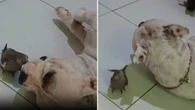 Calopsita carinhosa tenta conquistar cão que só quer dormir