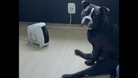 Cão vira meme ao grudar em aquecedor e ignorar dona no frio