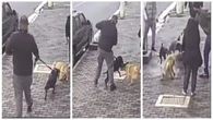 Pitbull sem focinheira ataca cão em Perdizes: o que diz a lei?