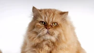 Cientistas revelam técnica simples para se comunicar com gatos