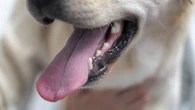 Tártaro em pets: quando a limpeza com anestesia é indispensável?