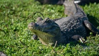 Objeto de 8 mil anos é encontrado em barriga de jacaré