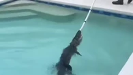 Dois jacarés são retirados de piscinas na Flórida no mesmo dia