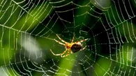 Como identificar uma aranha perigosa e evitar acidentes?