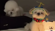 Agitado ou calmo? Cães viralizam com temperamentos diferentes