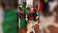 Cães encantam ao trocar fantasias de Halloween por looks de Natal