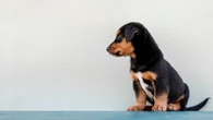Você sabe por que seu cão encara a parede? Especialista explica