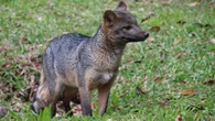 Cachorro-do-mato é visto próximo a mosteiro em Vinhedo (SP)
