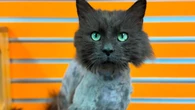 Gato "some" e é encontrado em McDonald's 3 anos depois