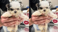 Internautas se derretem por cãozinho dançante: "Fofinho"