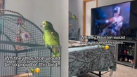 Periquito diverte ao cantar sucesso de Whitney Houston