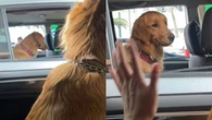 Cão fica envergonhado ao ser flagrado admirando cadela