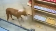 Vídeo: cachorro caramelo é flagrado "furtando" três lojas em Franca