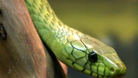 Mamba-verde: a espécie de serpente que matou youtuber