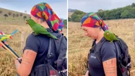 Maritaca pousa em peregrina durante o Caminho da Fé; vídeo