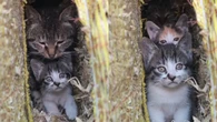 Ninhada de gatos encanta internautas ao ganhar chamego da mãe