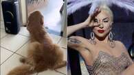 Cão mostra gingado ao ouvir Lady Gaga e web elogia o 'molejo' do animal