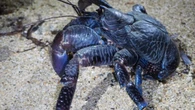 Animal azul gigante surge em caverna após 150 anos sumido
