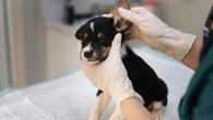 Problemas no ouvido podem colocar a saúde dos pets em risco