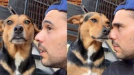Cachorro se derrete com declaração de tutor: "Que lindo"