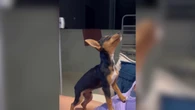Pinscher faz drama e "desmaia" para ganhar carinho da tutora