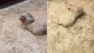 Cão viraliza ao se aconchegar em tapete: "Eles amam"