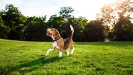 Primavera segura: plantas que fazem bem ou mal aos pets