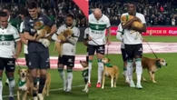 Coritiba promove adoção de cães em jogo pela Série B