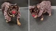 American bully rouba a cena com roupa de oncinha e chupeta