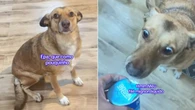 Cadela pula de alegria ao poder comer iogurte após restrição