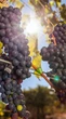Brasília aumenta a produção de vinhos e oferece experiências nos vinhedos adaptados ao Cerrado