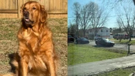 Golden retriever soluciona caso de criança desaparecida; entenda