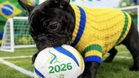 Pode vestir o cachorro com a camisa da seleção? Entenda
