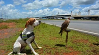 Cão farejador reforça segurança aérea no controle de aves em MG