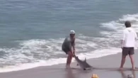Homem é mordido por tubarão ao arrastá-lo ao mar; assista